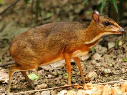 自然奇观：动物大迁徙(北美驯鹿长征)
