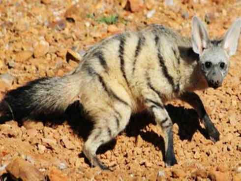 狈：传说的兽原型探秘（鬣狗）