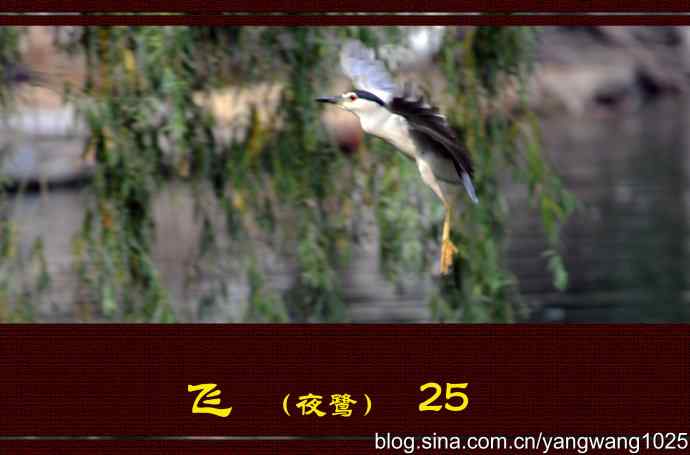 飞（夜鹭）25