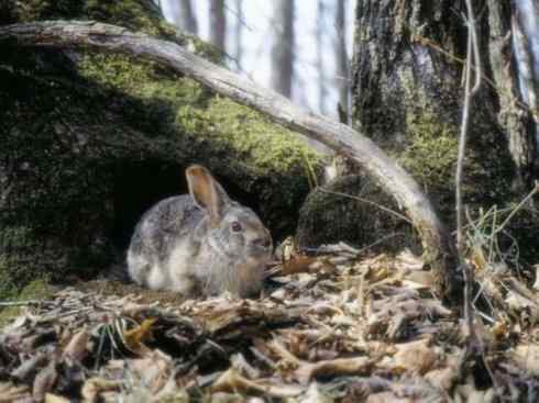 动物世界:山寨还是原创之十 动物世界:山寨还是原创之十