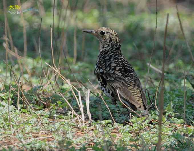 二鸫献寿:虎斑地鸫和宝兴歌鸫 二鸫献寿:虎斑地鸫和宝兴歌鸫
