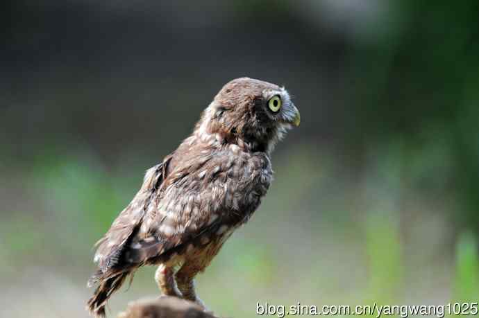 纵纹腹小鸮（2）