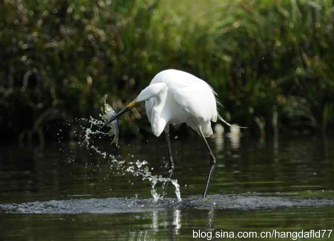 白鹭翩跹