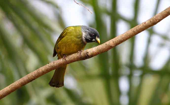 洋县两天观鸟,秦岭如此美妙! 洋县两天观鸟,秦岭如此美妙!