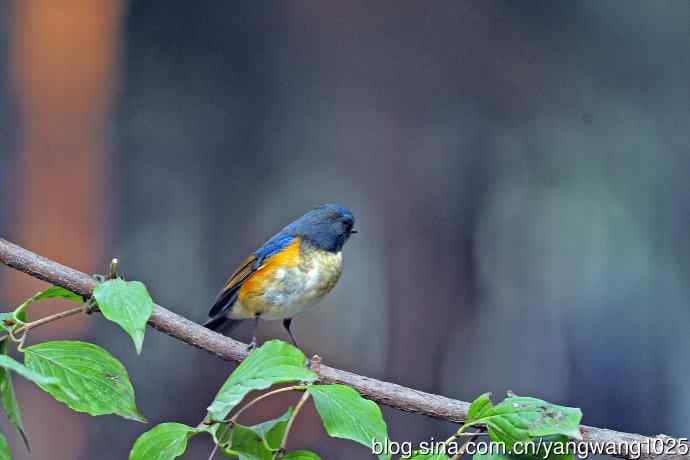 雄性红胁蓝尾鸲(33) 雄性红胁蓝尾鸲(33)