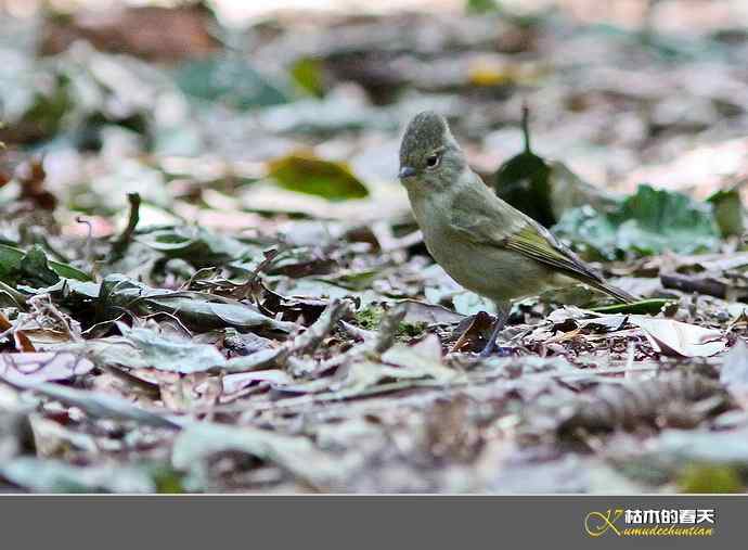 腾冲记录：黄眉林雀、栗头雀鹛、黑脸鹟莺