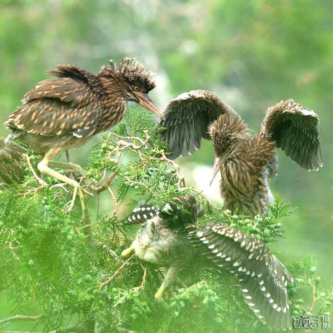 小白鹭与小夜鹭 小白鹭与小夜鹭