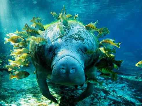 美人鱼：传说的兽原型探秘（海牛）