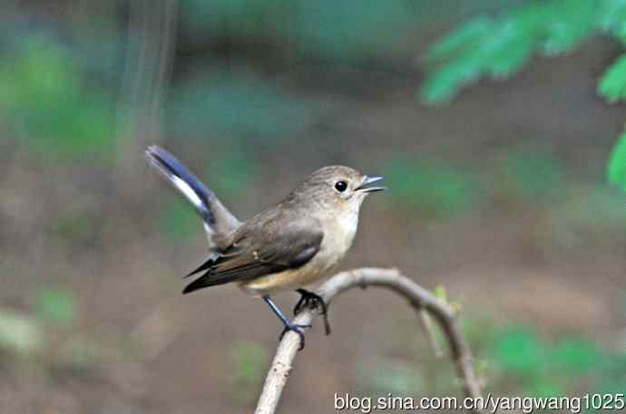 红喉姬鹟（12）