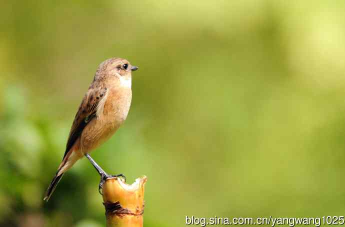 雌性黑喉石鵖（3）