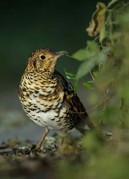 虎斑地鸫夜色中现身 wbr神坛威名依旧
