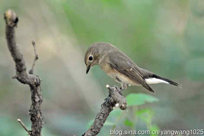 秋天的红喉姬鹟（2）