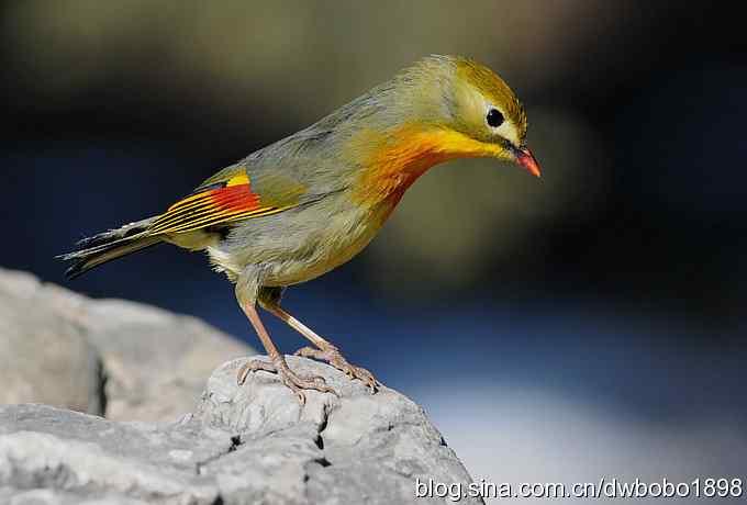 相思趣拍 贺三八国际妇女节