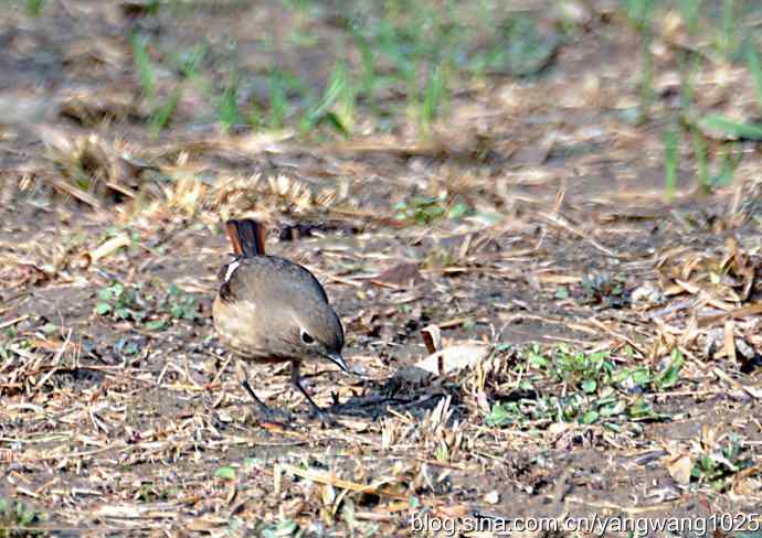 第一场春雨之后 wbr3