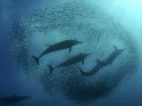 自然奇观：动物大迁徙(沙丁鱼)