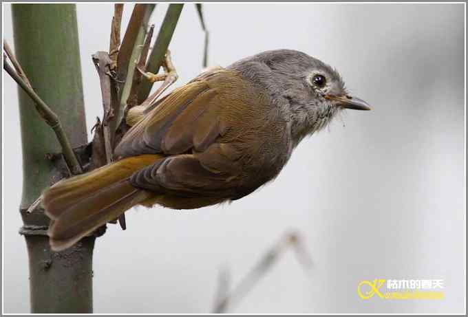 初遇鈥満至衡潯菊掌