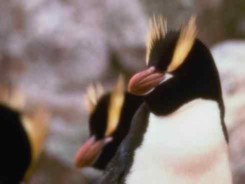 鸟类之最:巴布亚企鹅 鸟类之最:巴布亚企鹅