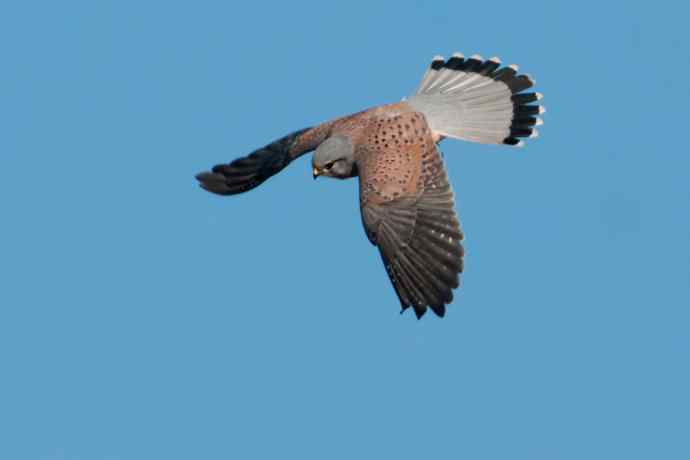 【新鸟】游白河 wbr初识长尾鸭 【新鸟】游白河 wbr初识长尾鸭