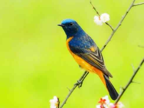 美丽无罪:雀鸟之红尾鸲 美丽无罪:雀鸟之红尾鸲