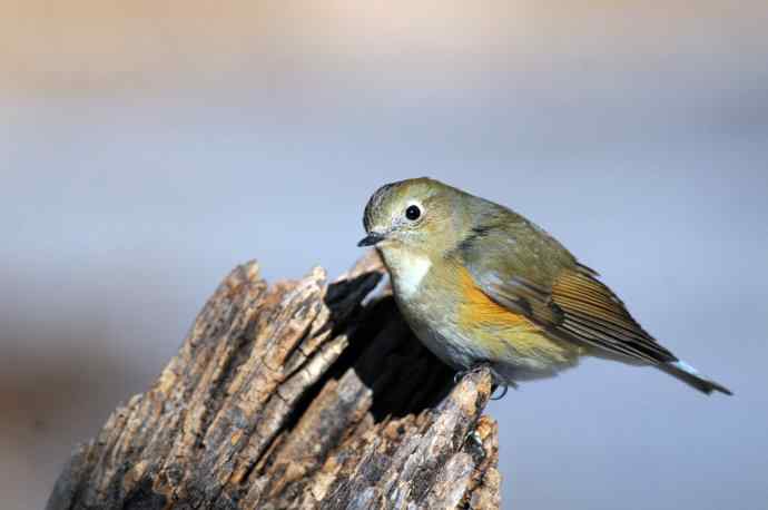 雌性红胁蓝尾鸲（27）