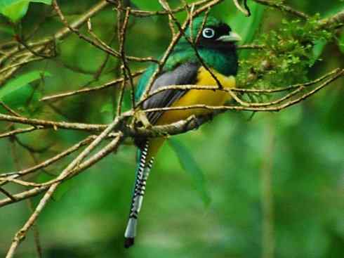 鸟类之最：凤尾绿咬鹃