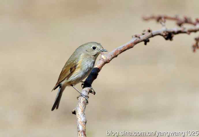 雌性红胁蓝尾鸲(38)