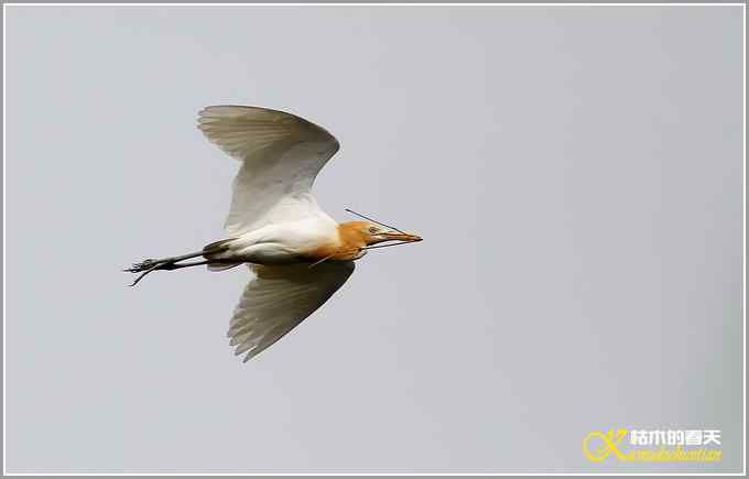 忙碌筑巢的牛背鹭【照片】 忙碌筑巢的牛背鹭【照片】