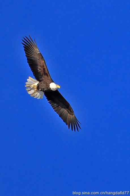 雄鹰翱翔蓝天