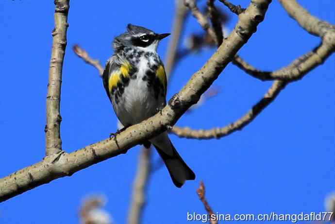 黄腰白喉林莺（2）