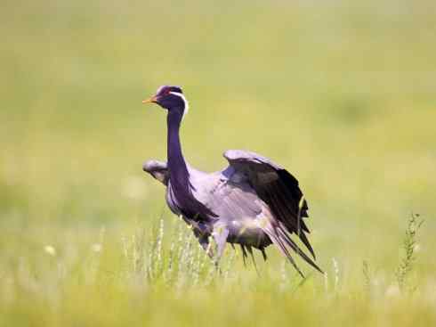 鸟类之最：斑腹沙锥