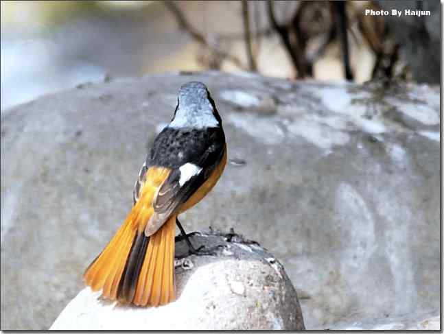  点击图片或使用键盘← →翻页