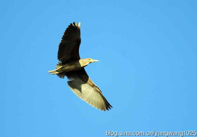 夜鹭MM的展示 wbr2