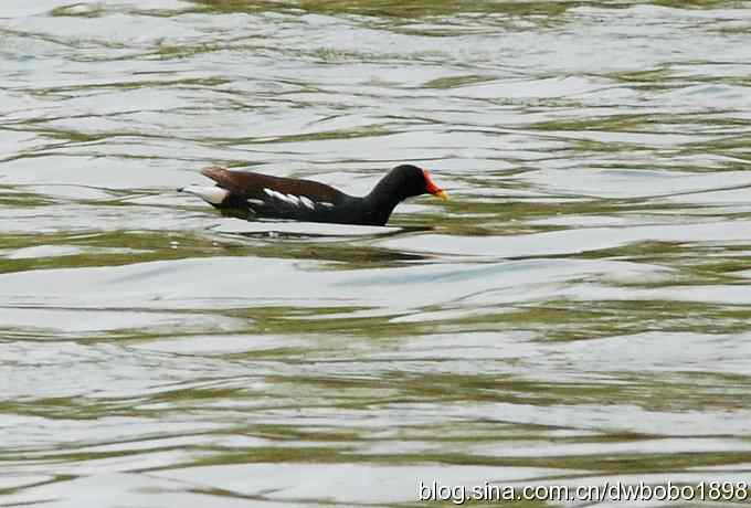 沙河观鸟 沙河观鸟