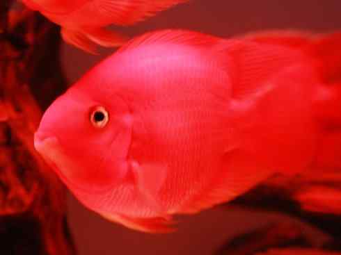 鱼类活化石:澳洲肺鱼 鱼类活化石:澳洲肺鱼