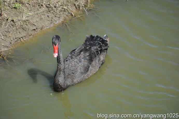 再游麋鹿苑（黑天鹅篇）