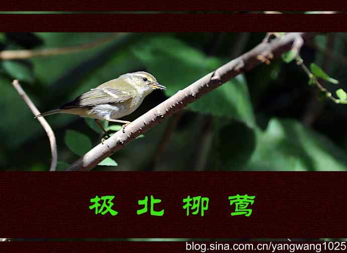 极北柳莺（枝头）1