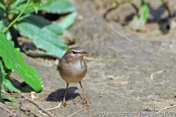 褐柳莺(9) 褐柳莺(9)