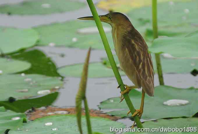 黄苇鳽--雅逸的小黄鹭
