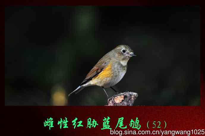 雌性红胁蓝尾鸲（52）