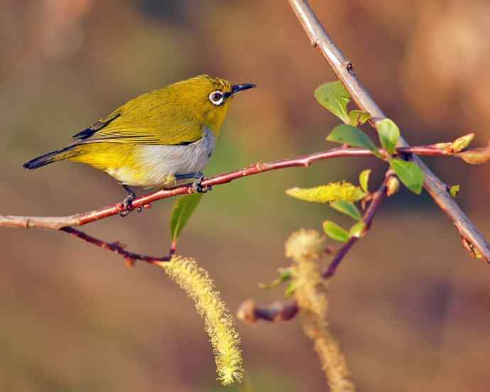 近距看灰腹秀眼