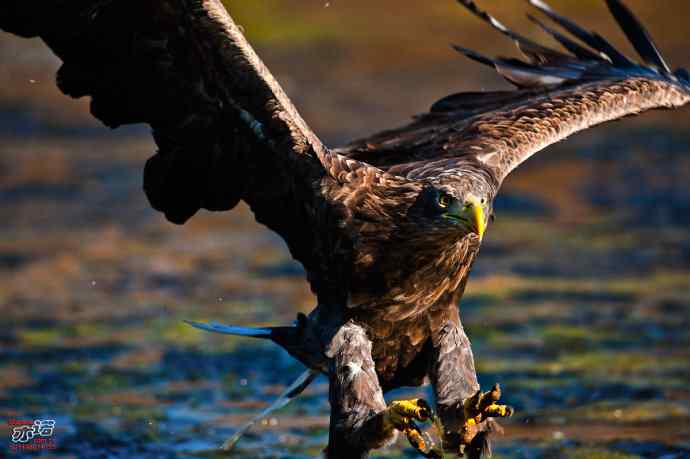 北戴河 wbr路 wbr白尾海雕 北戴河 wbr路 wbr白尾海雕