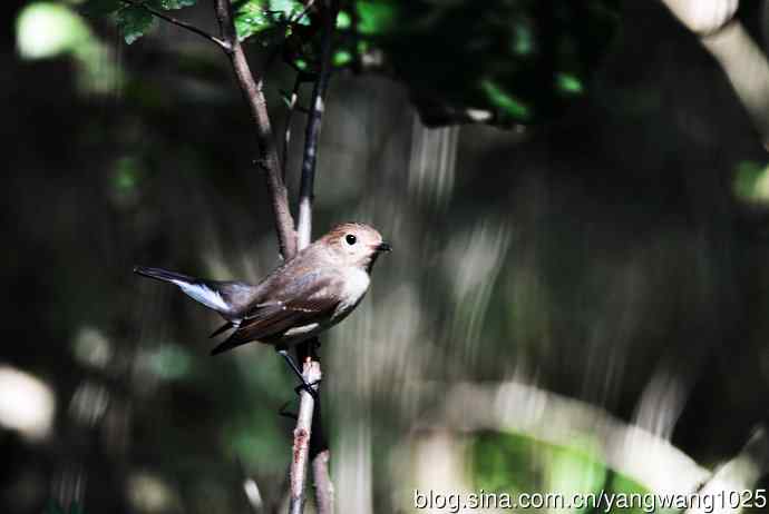 红喉姬鹟（16）