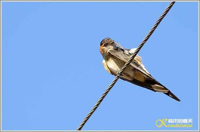 记录鈥満中佧l鈥潯菊掌