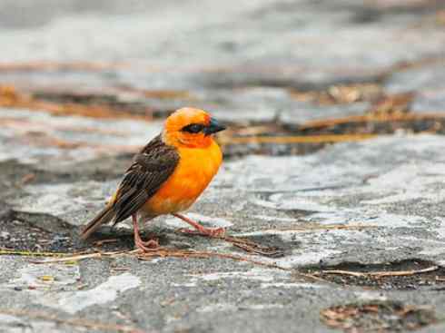 极品红色鸟类：红艳织雀