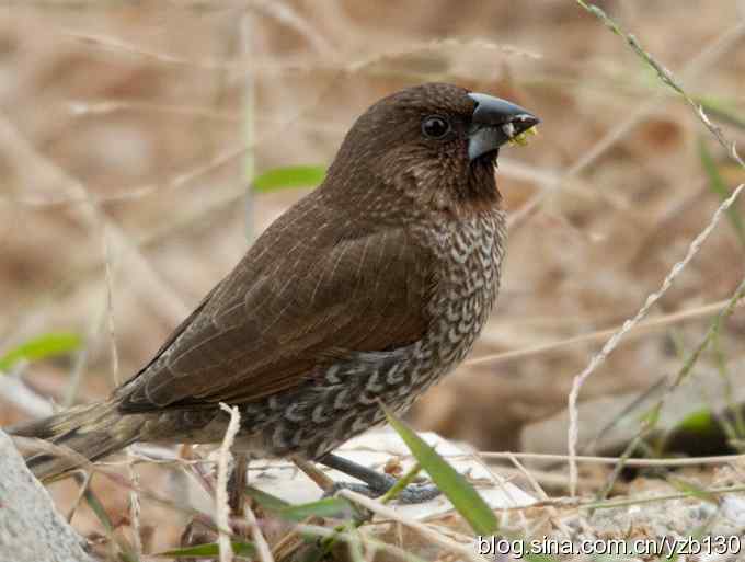 深港拍鸟新纪录（16）鈥斺敯呶哪瘢ㄗ橥迹