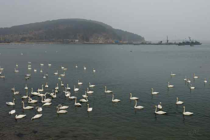 烟墩角&nbsp;wbr路&nbsp;wbr再次与大天鹅亲密相处