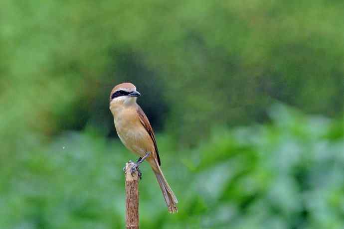 红尾伯劳 红尾伯劳
