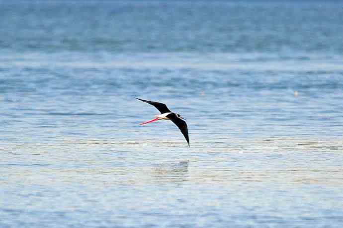 黑翅长脚鹬（4）