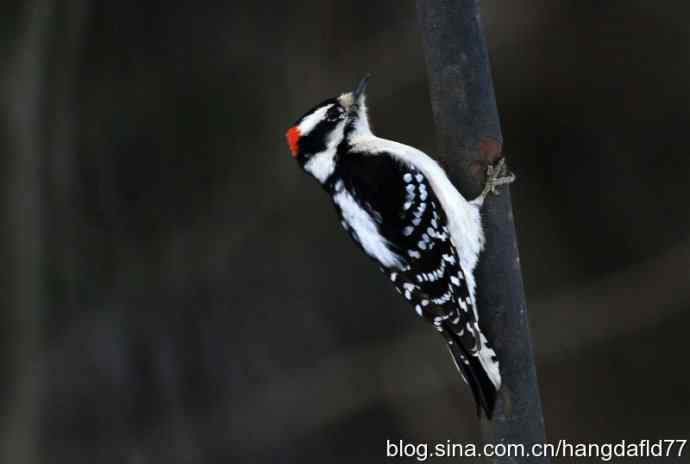 绒啄木鸟 绒啄木鸟