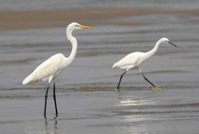 武汉观鸟会初级观鸟讲座[第13课]——白衣仙子，各种白鹭的区别辨识